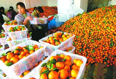 合肥周谷堆市场“二师兄”价格微跌 柑桔类水果进入销售旺季